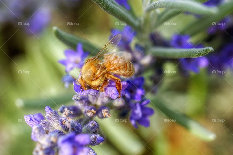 Bee pollinating flower