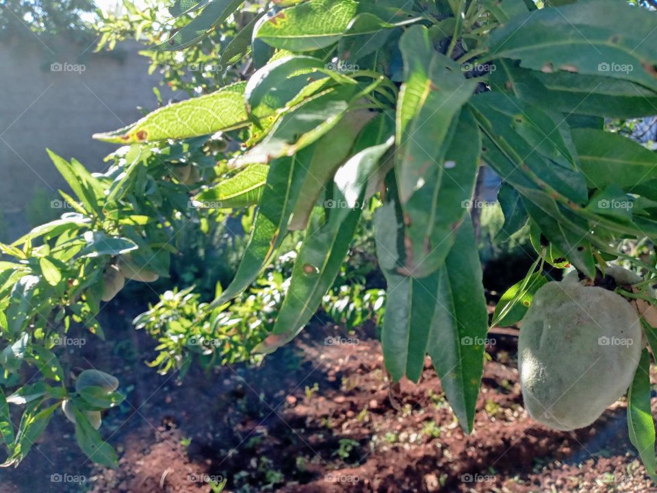 Almond tree in spring