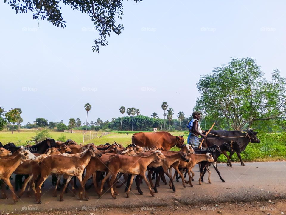 Herd of goats following the goat general on a village road