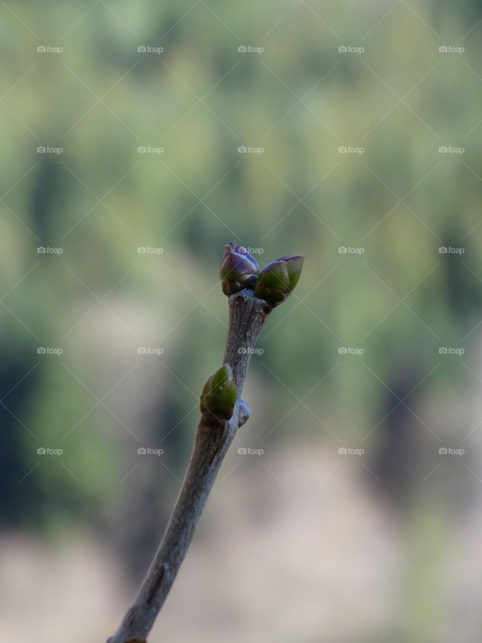 Kurpark in Bad Wildbad