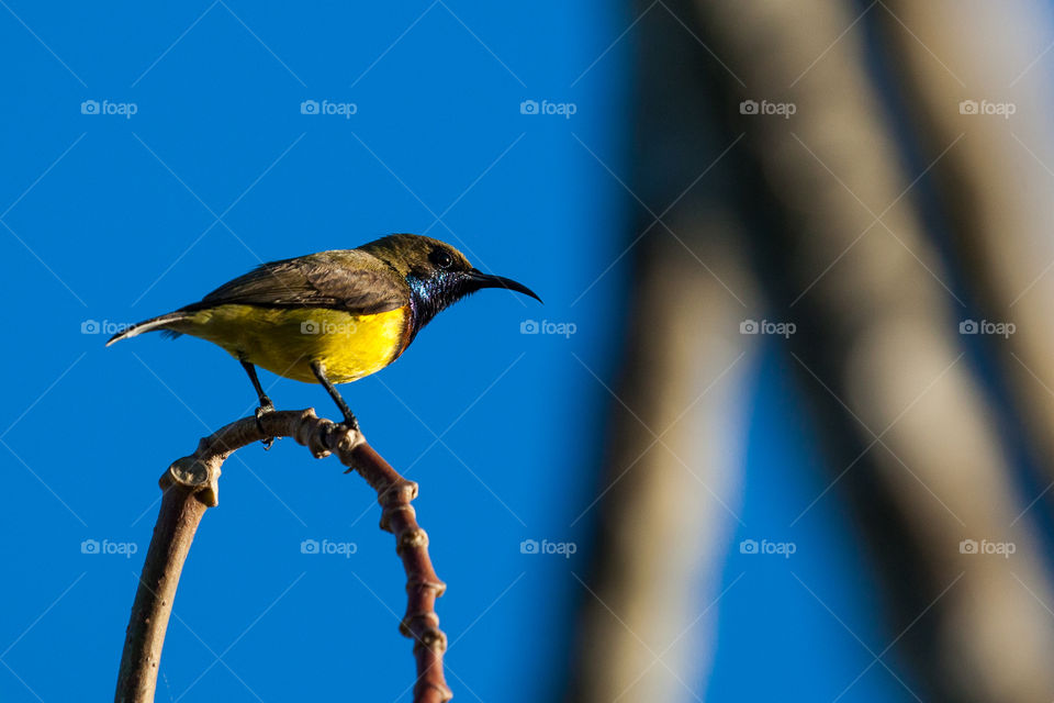 the most common bird in Thailand