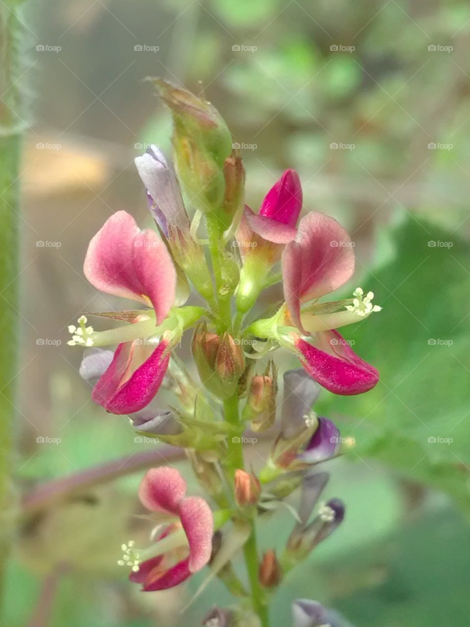 Performed a very fine art that performed a bouquet of flowers in the same plant and performed very amazing.