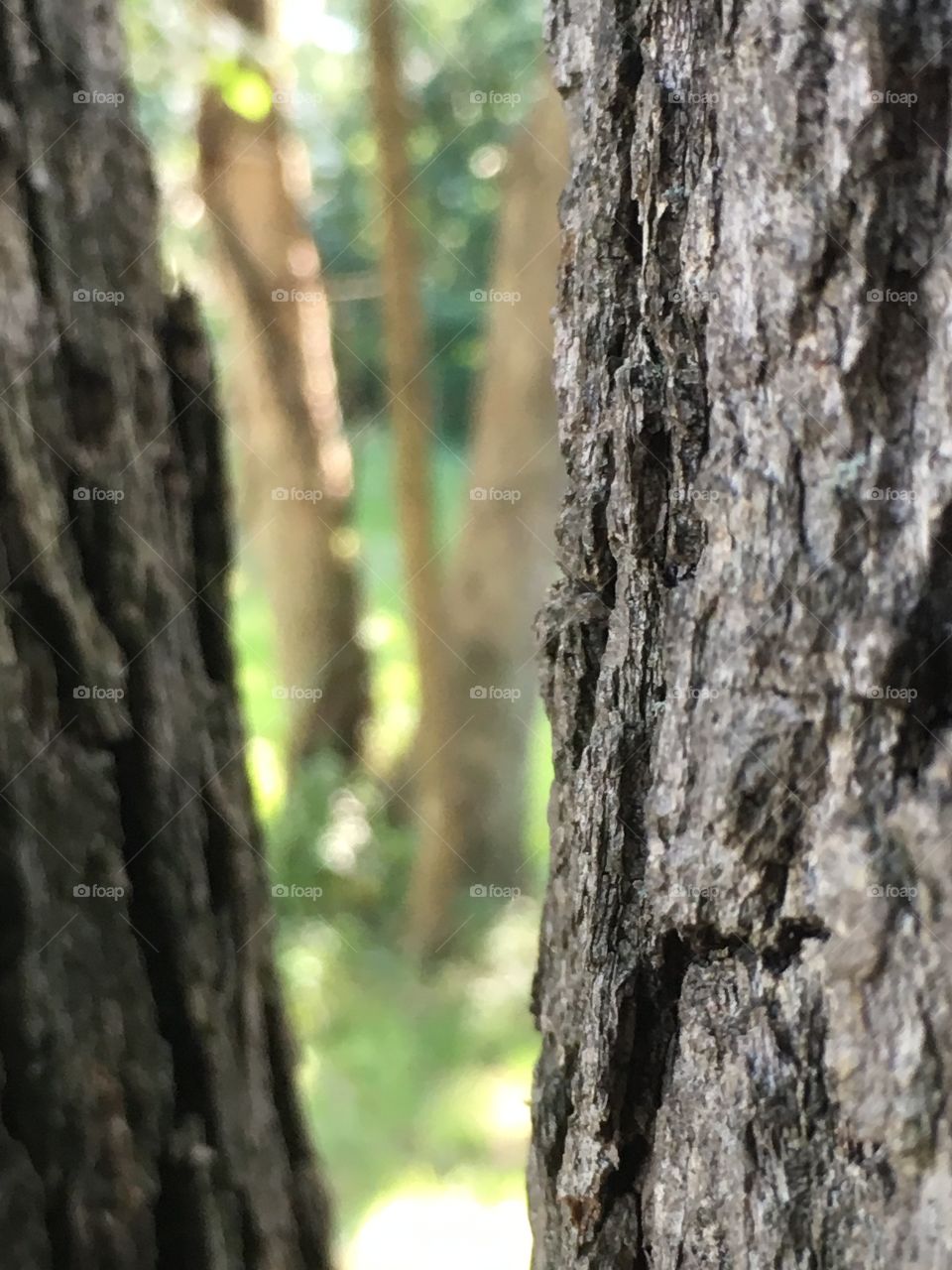 Between the tree