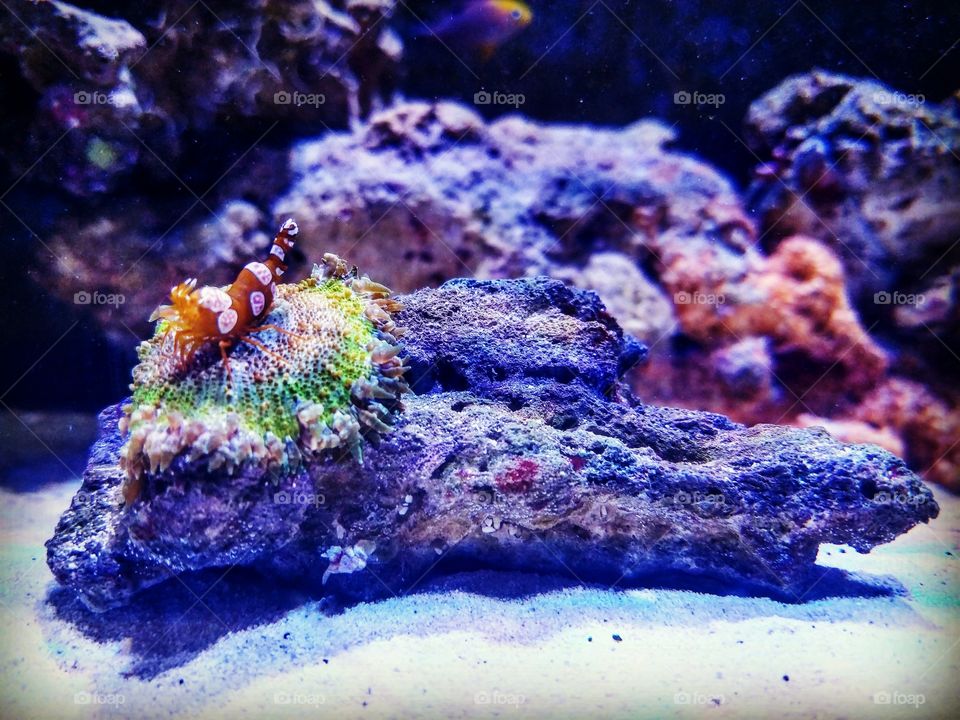 the relationship of a sexy shrimp and an anemone