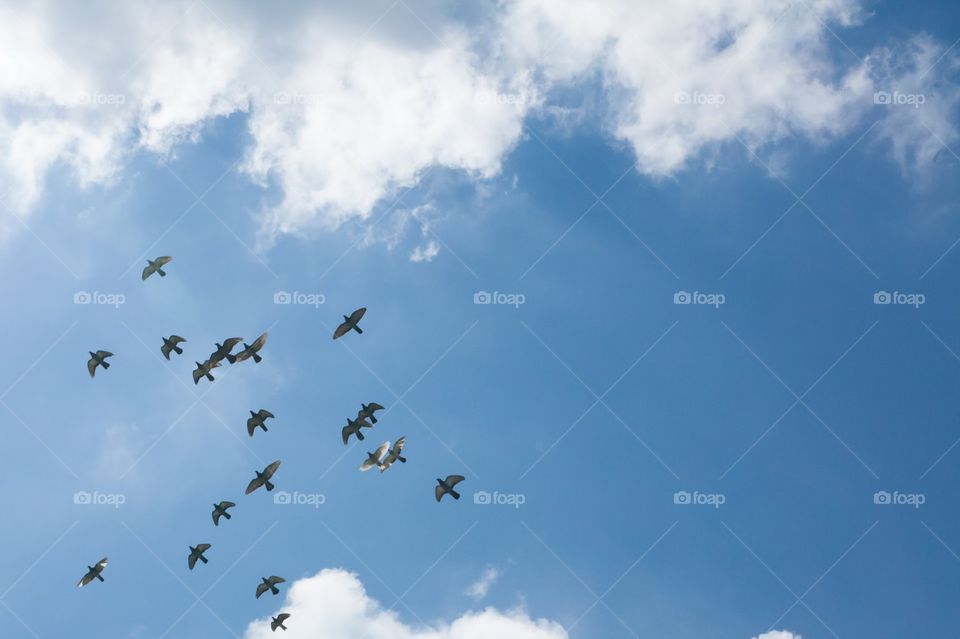 A flock of flying pigeons in the blue sky