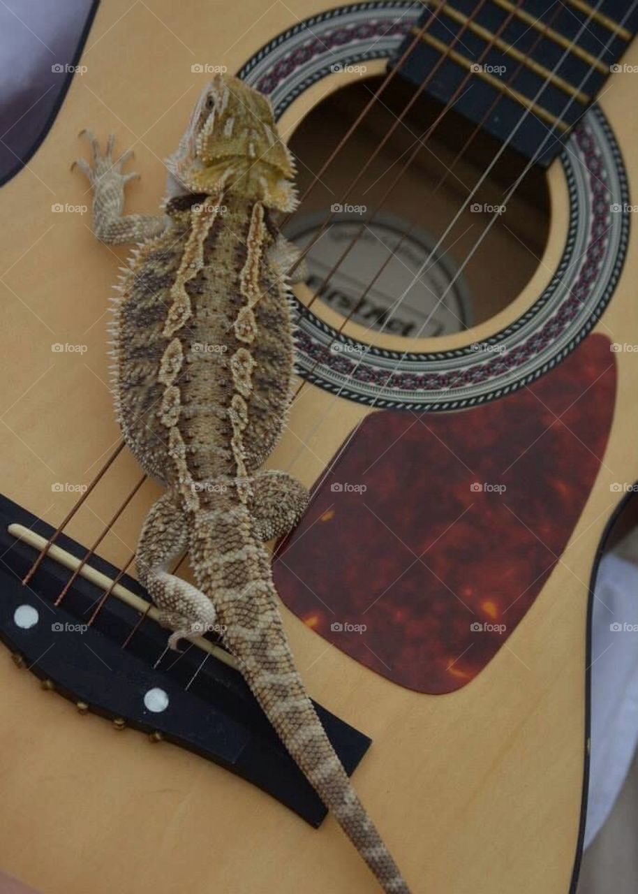 Bearded Dragon rocking out