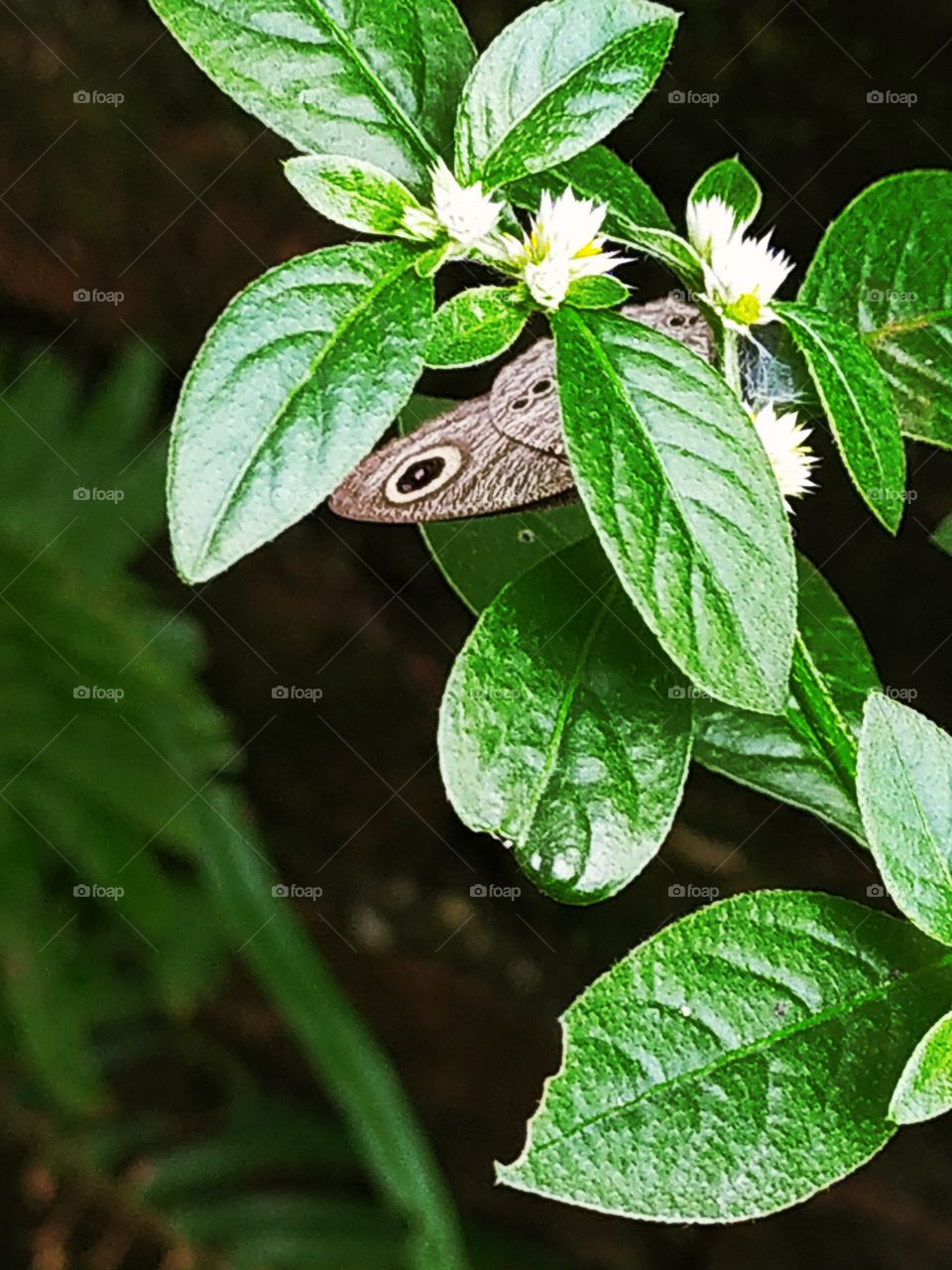 The smart brown butterfly hiding itself behind the leaves