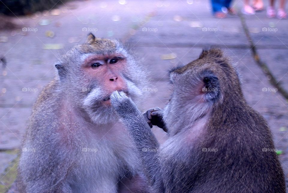 couple of monkeys in Ubud in the sacred monkey park, Indonesia