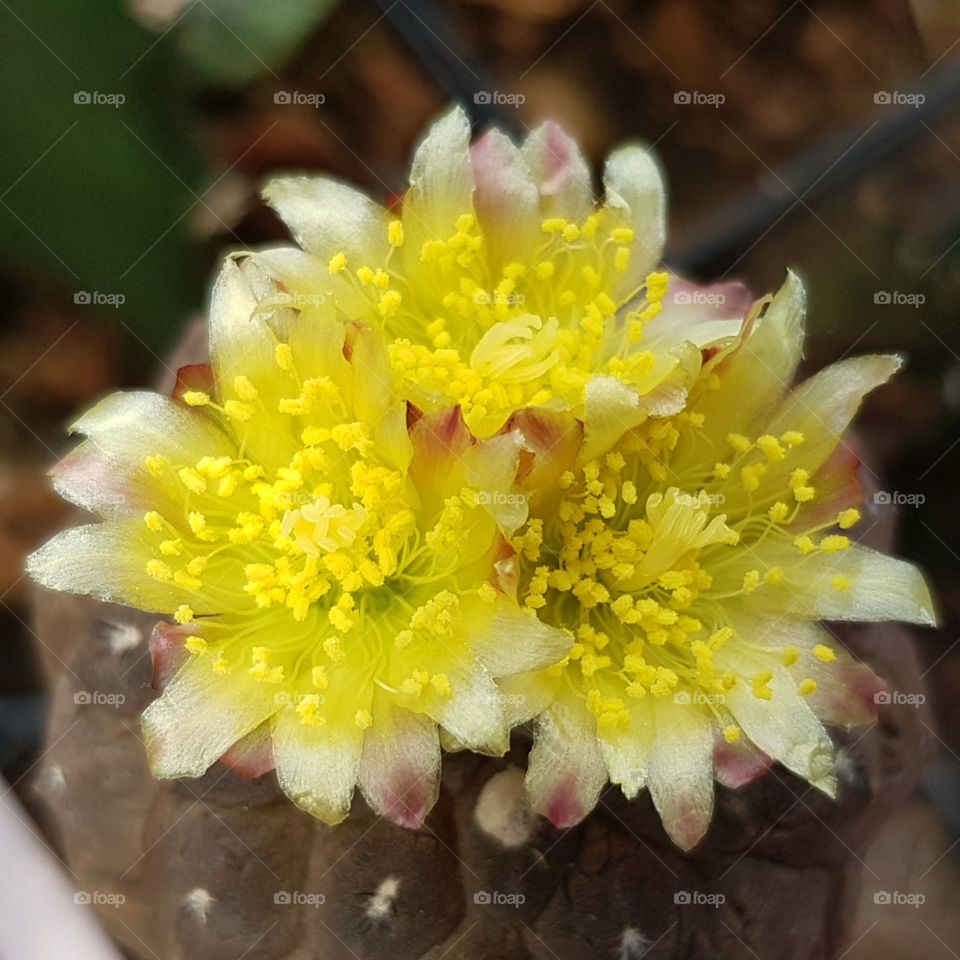 cactus blooming