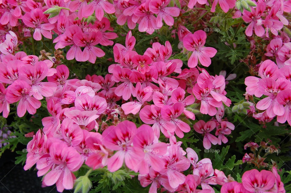 flowers pink summer greenstems by becky