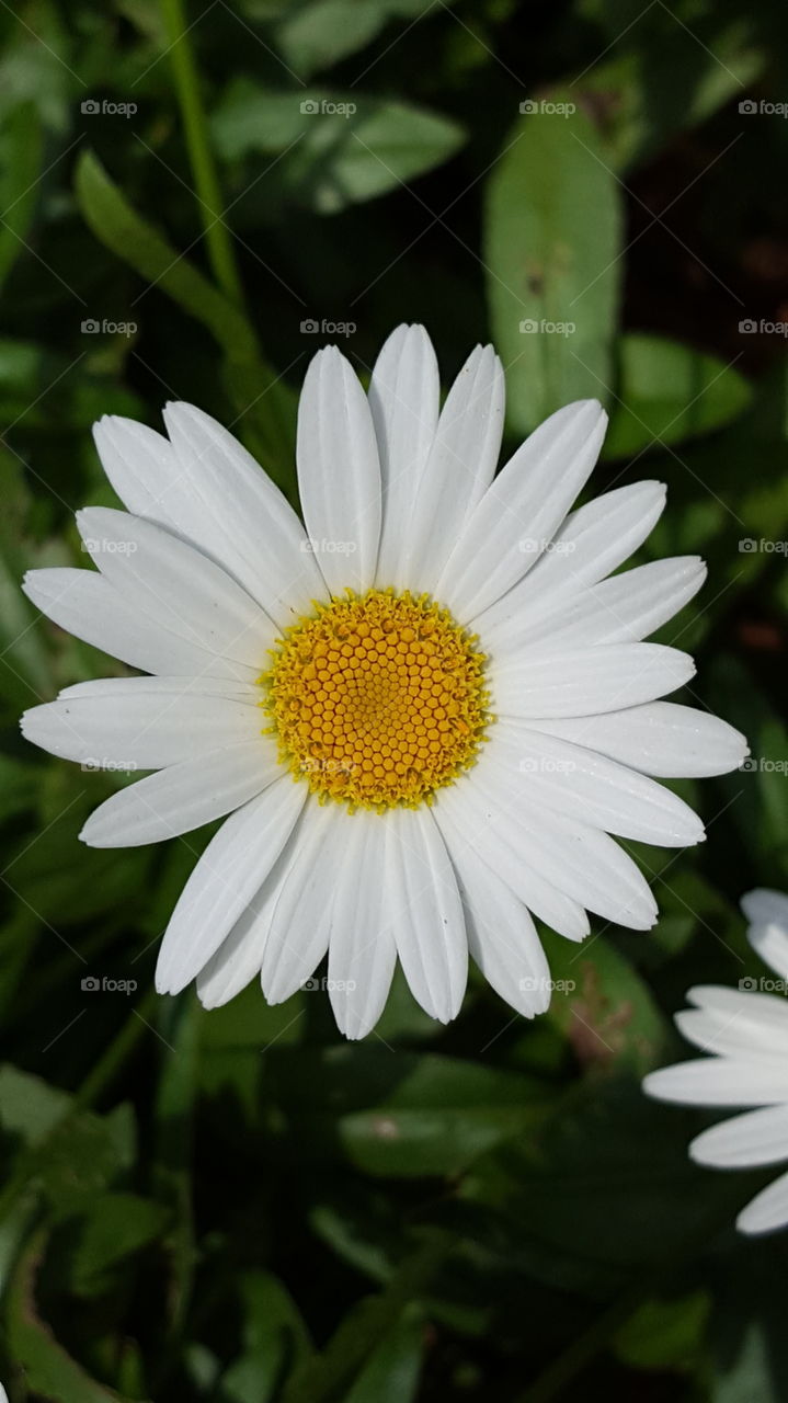Close-up of white color flower