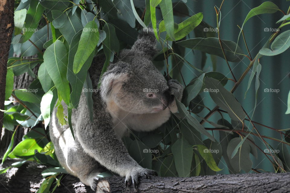 Koala