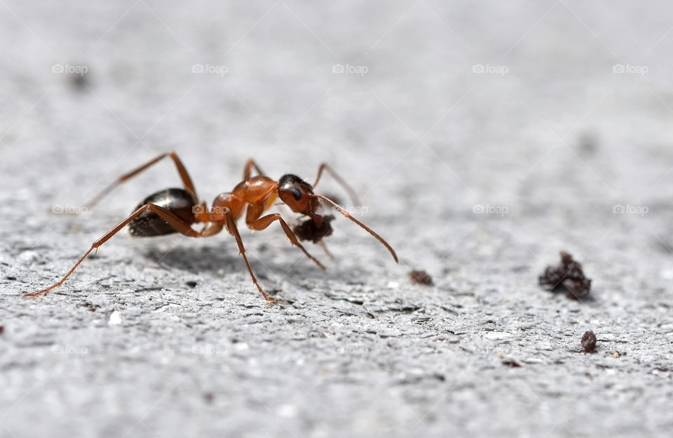Ant at work