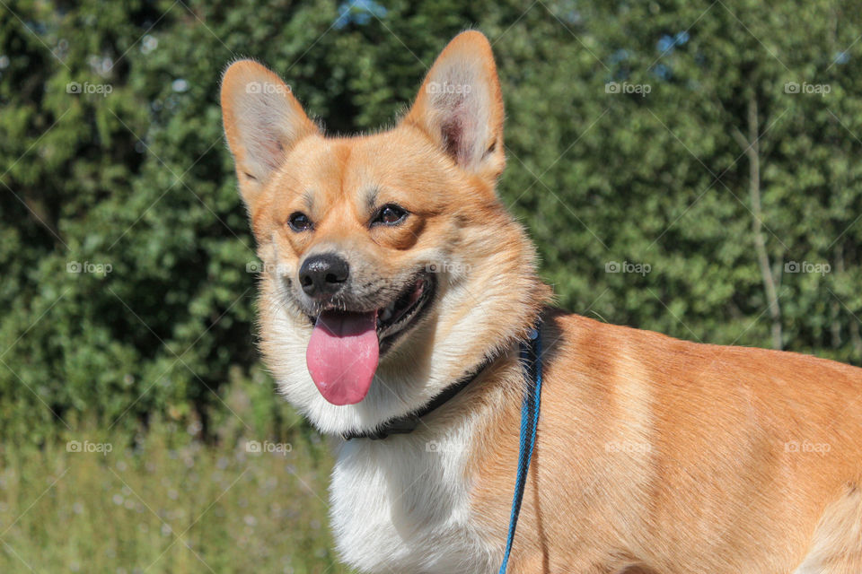 breed corgi dog walks on nature