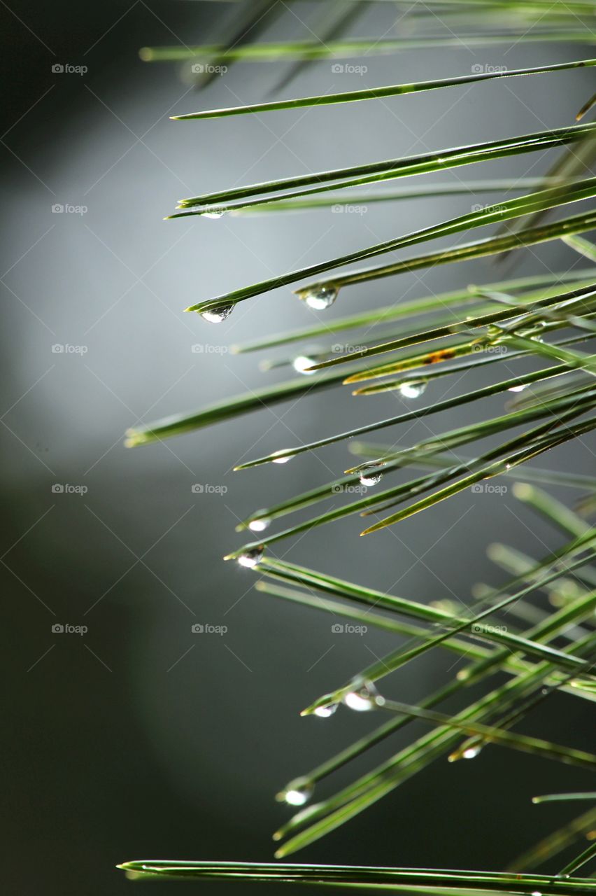 Pine needles
