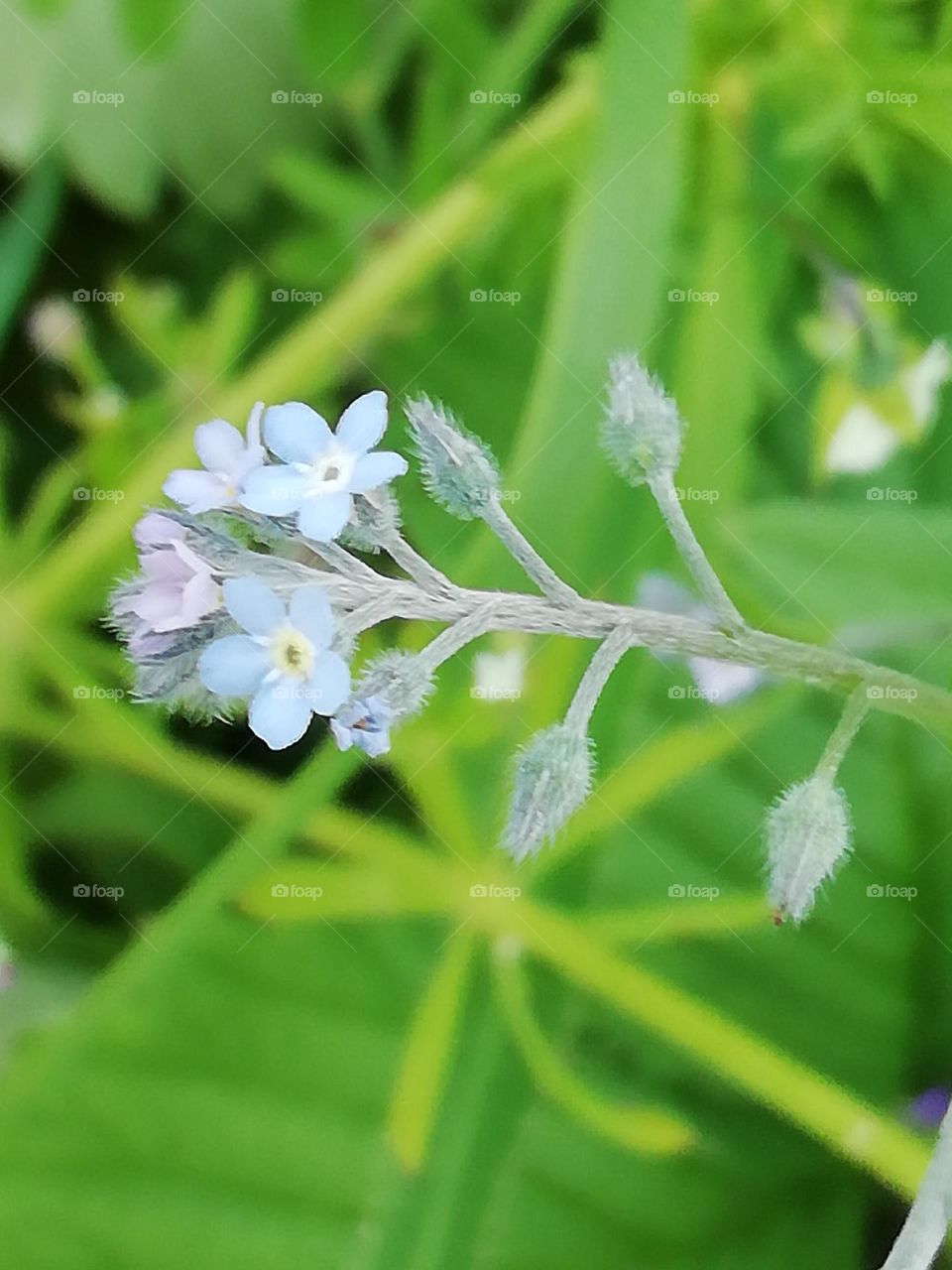 Blooming spring flower