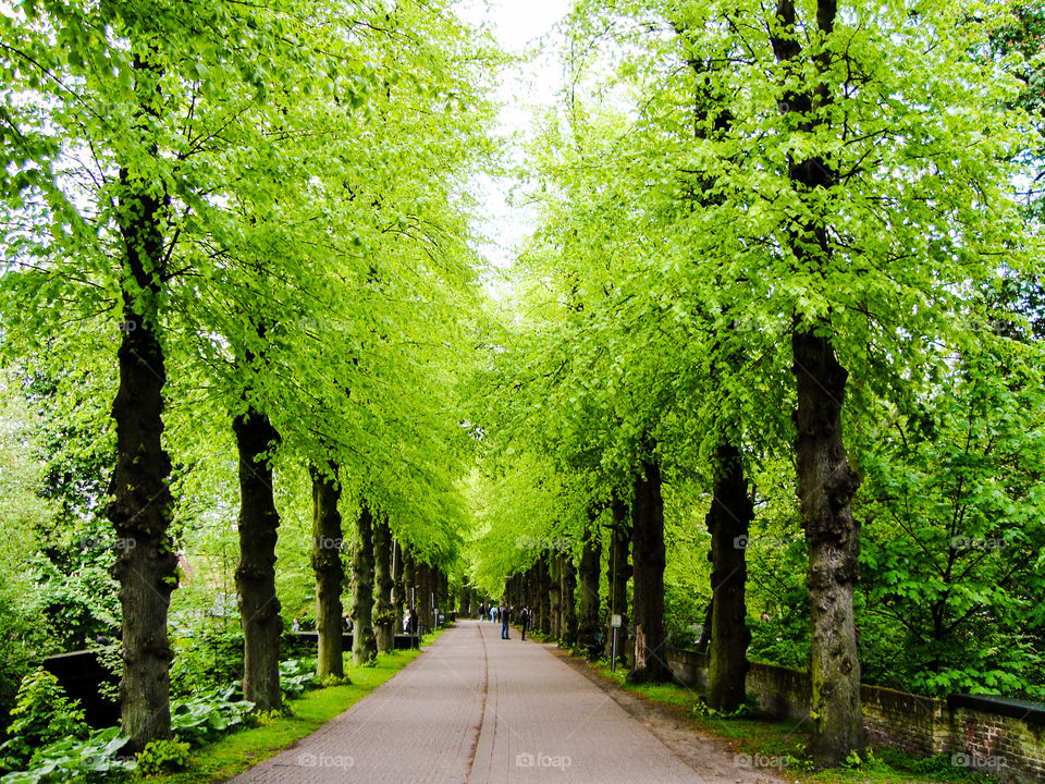 Path lined with lush green symmetrical trees in Brugge Belgium