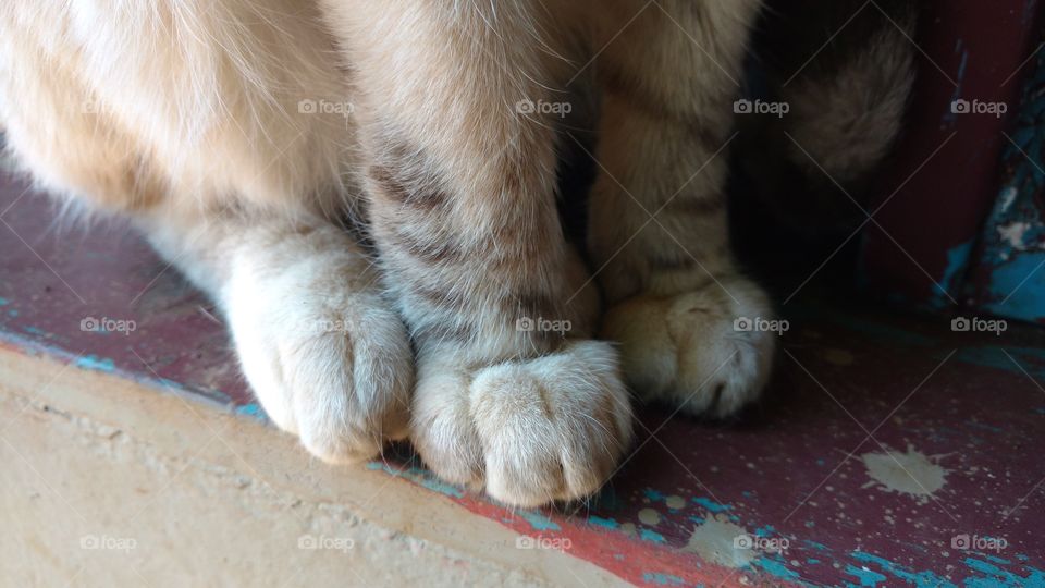 As macias patas do gato.