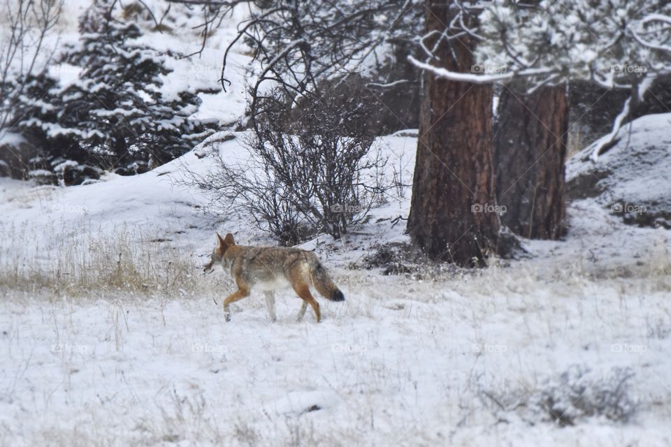 A coyote wandering through a dense mountain forest. Snow blankets the ground. He is unaware of my presence. Walking away.