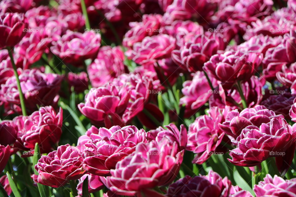 Flowers  in a garden