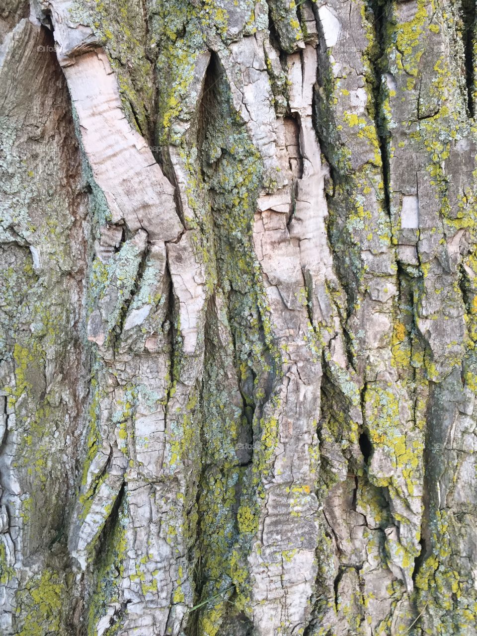 Creative textures 
Tree bark with moss