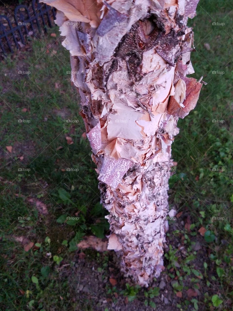 A shedding birch tree.