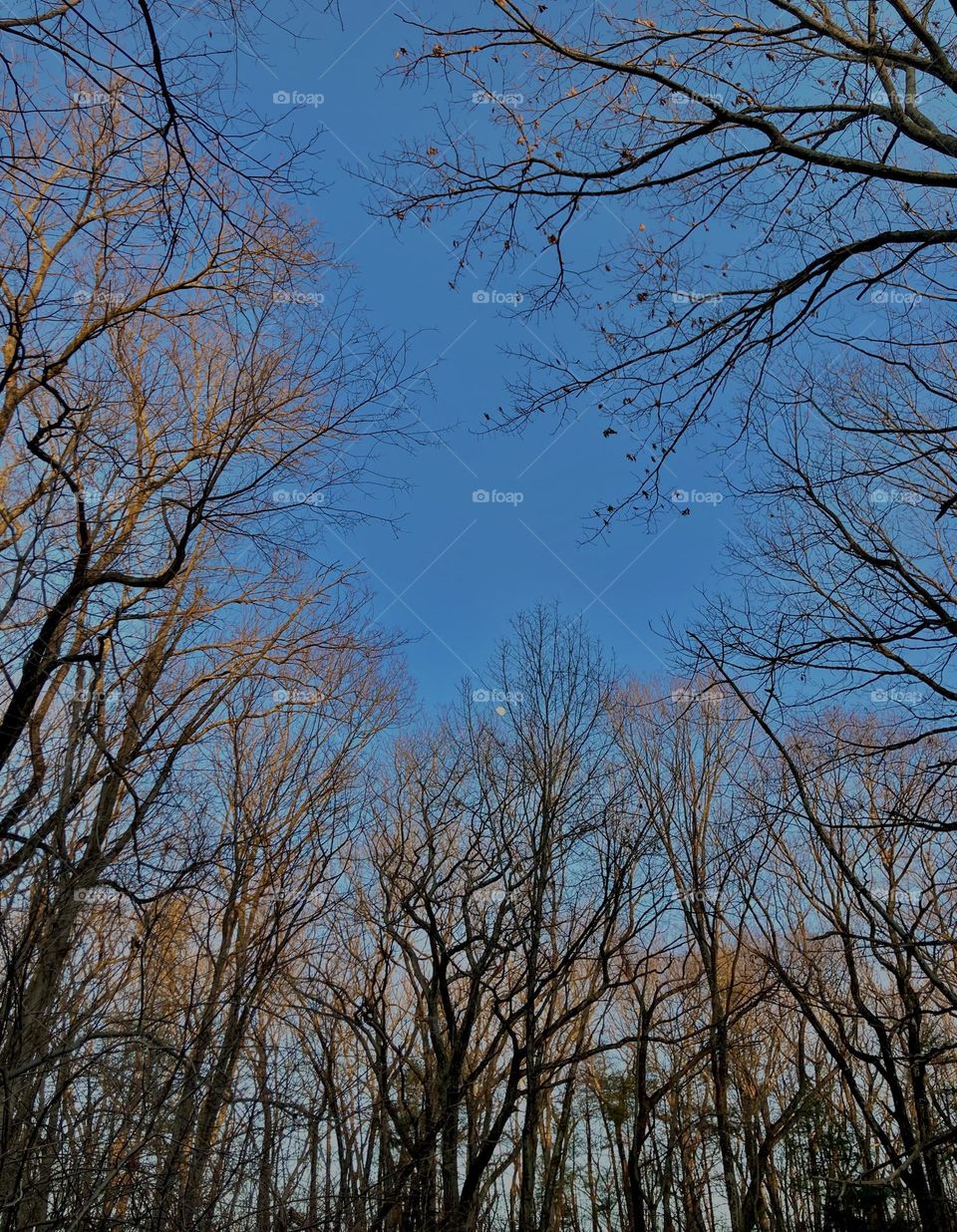 The moon makes an appearance 