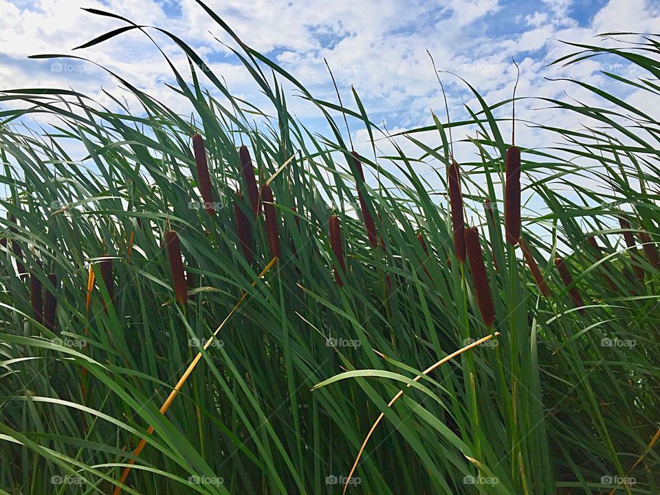Cattails 