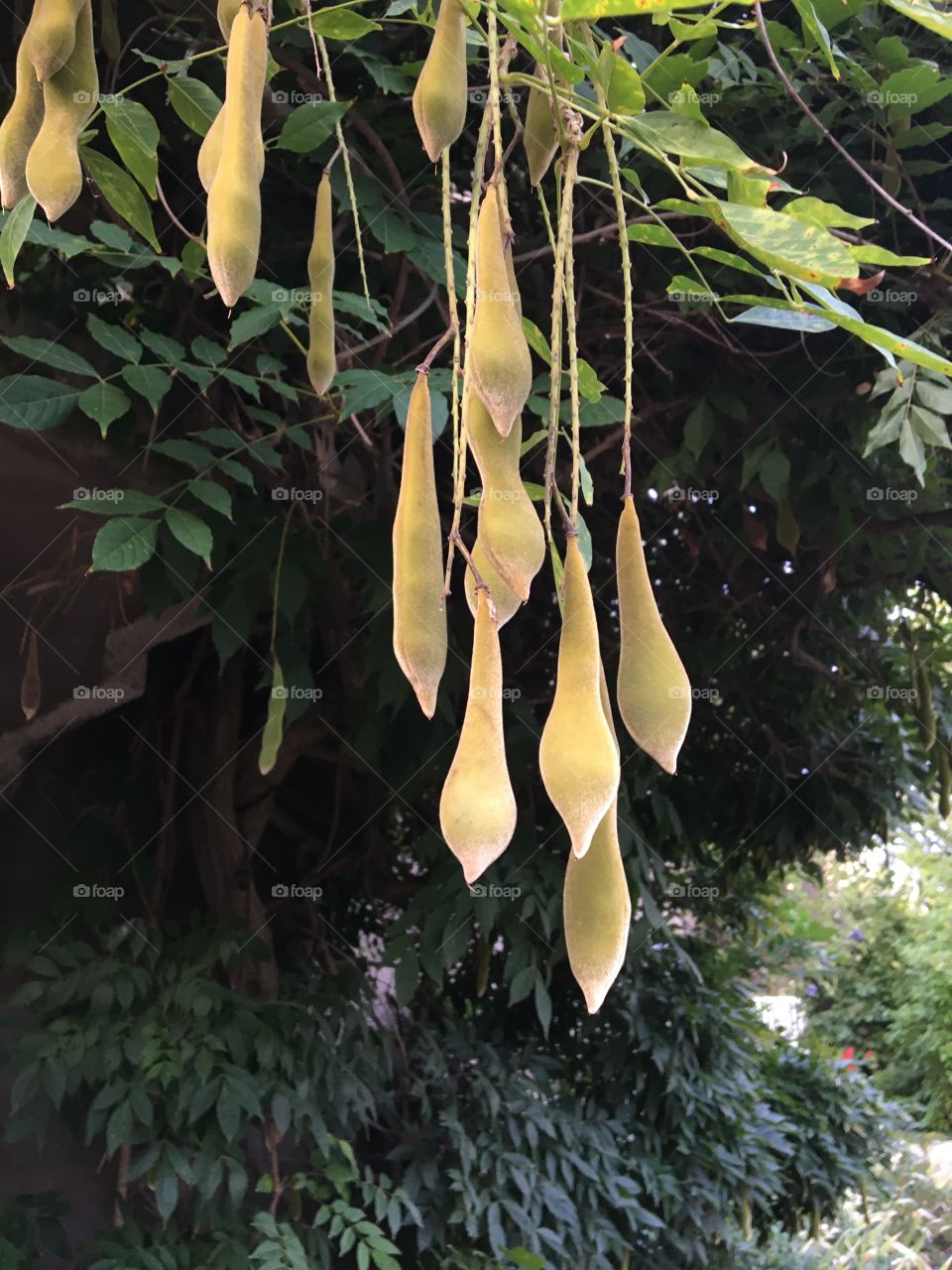 Wisteria fruits 