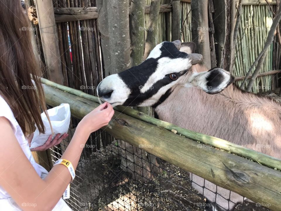 Feeding a juvenile Oryx