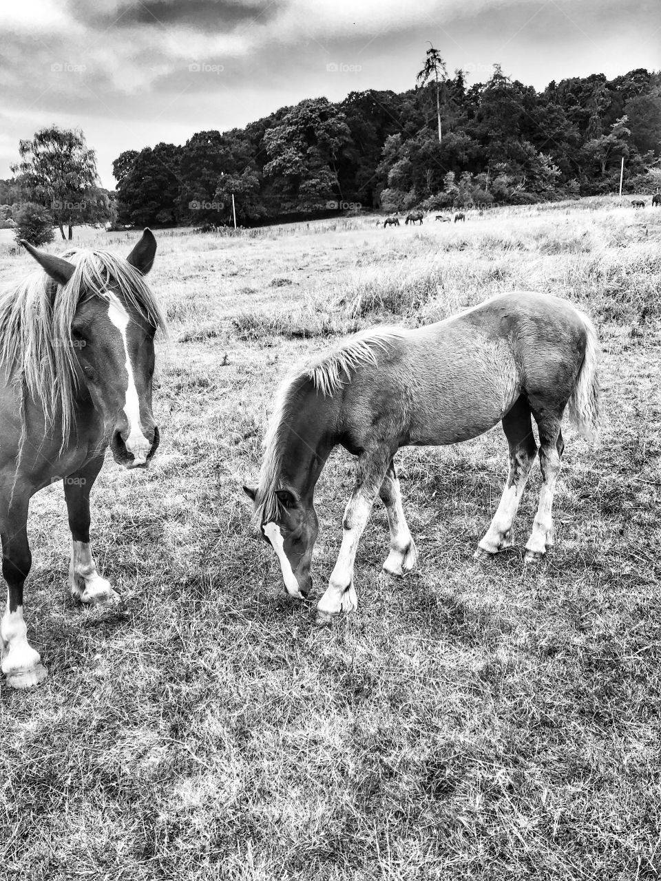 Wild horses (a mare and foal in black and white in the British countryside on an autumn afternoon