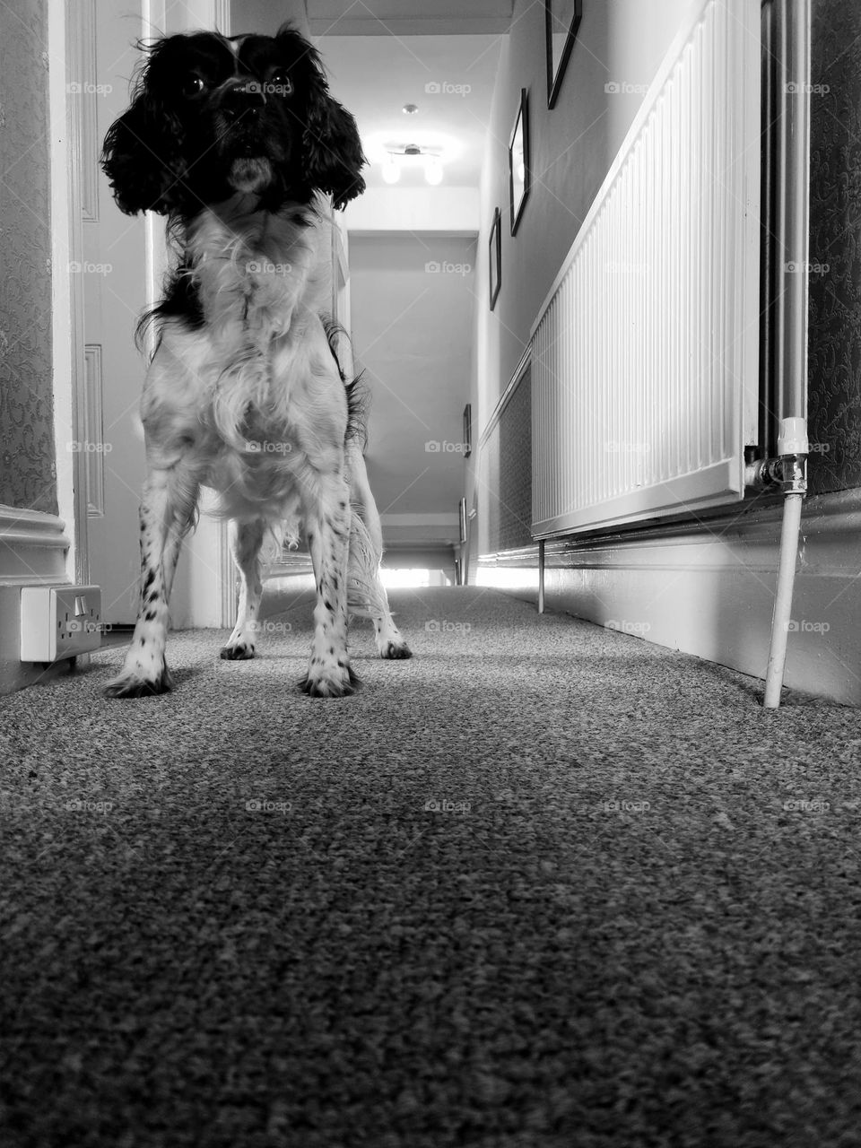 black and white view of my dog looking down the hall