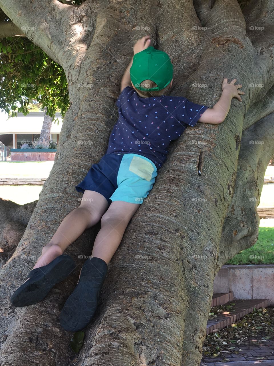 Little boy tree climbing