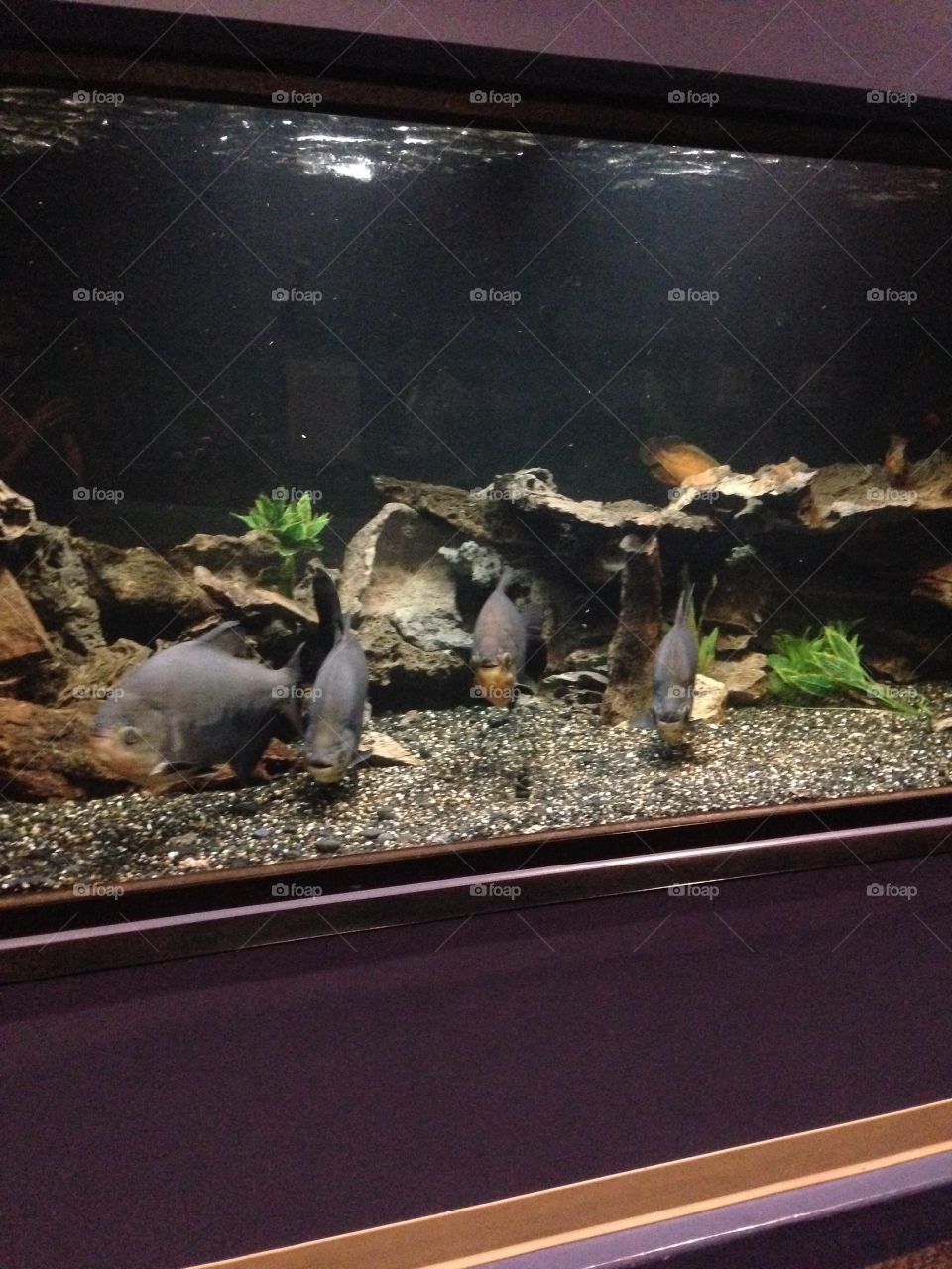 These fish just stared at anyone who walked by. 