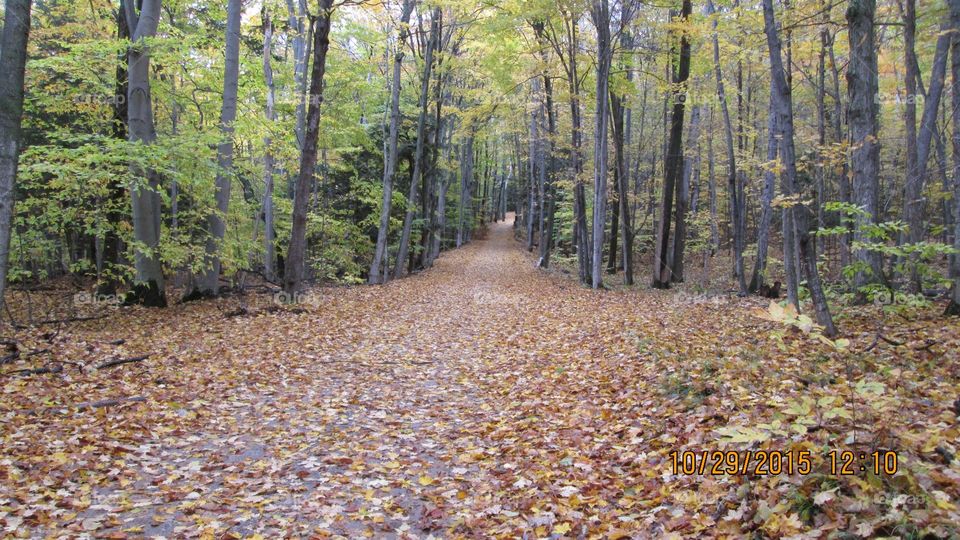 Northern Michigan 