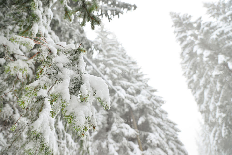 Beautiful trees