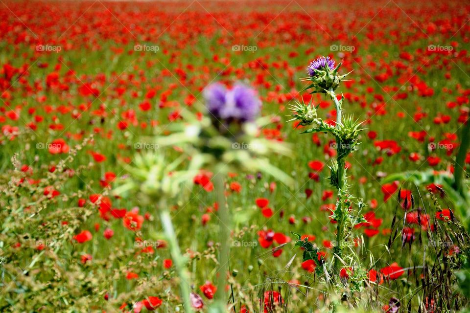 field of poppies and two thistles