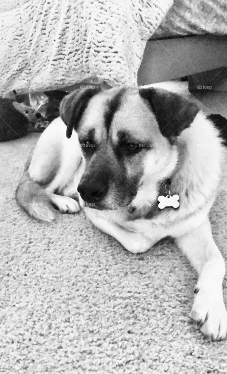 Cute silly little rescue dog chilling by the couch. 