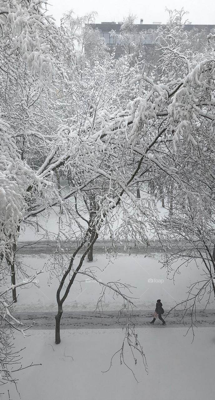 trees in the snow beautiful street view winter time