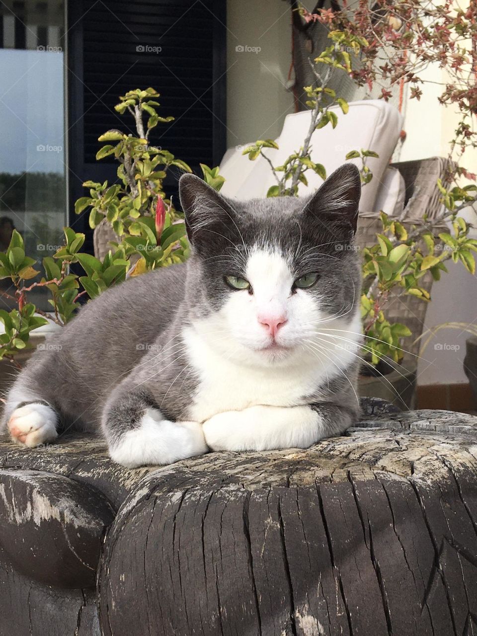 Grey cat observing from a grey trunk