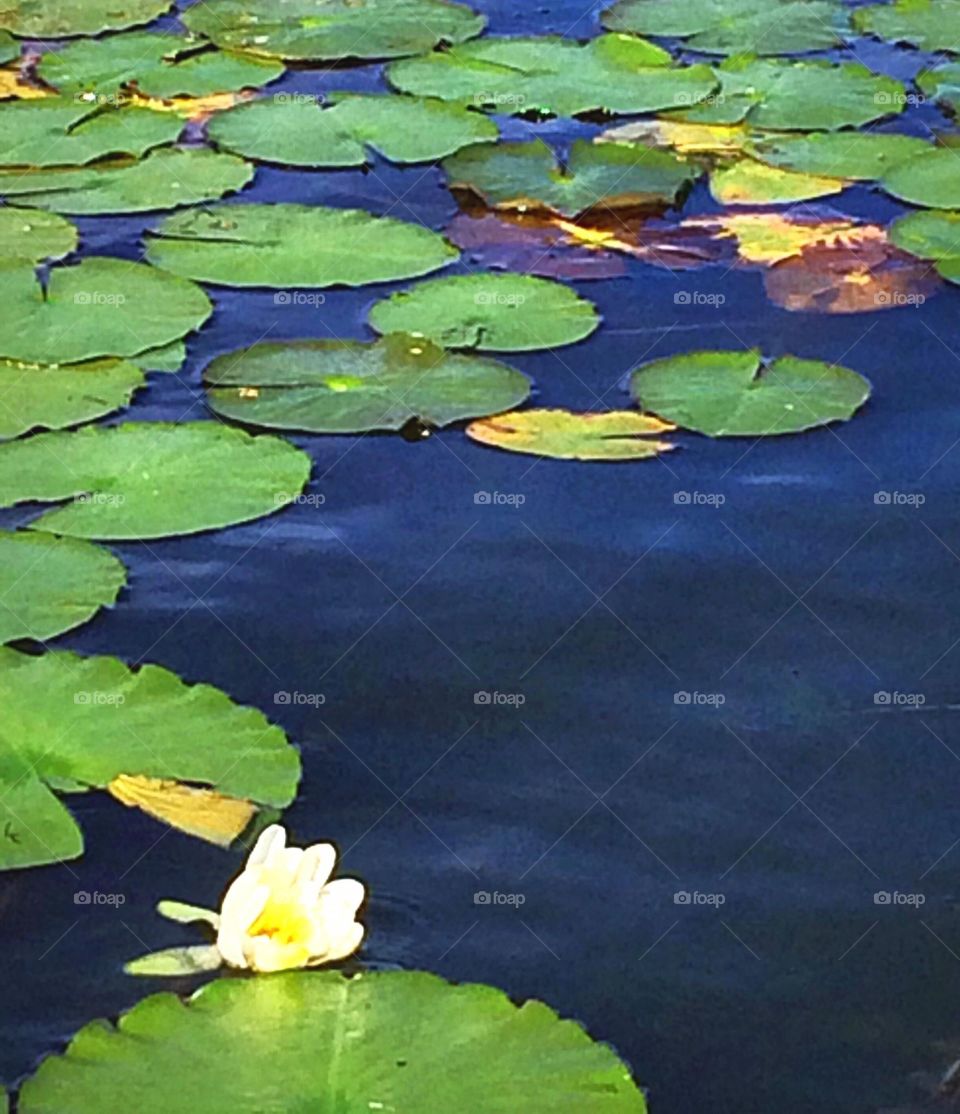 Lily pads 
