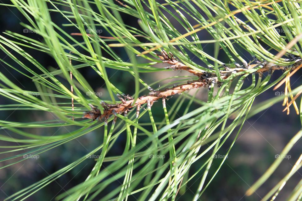 Ponderosa pine needles 1