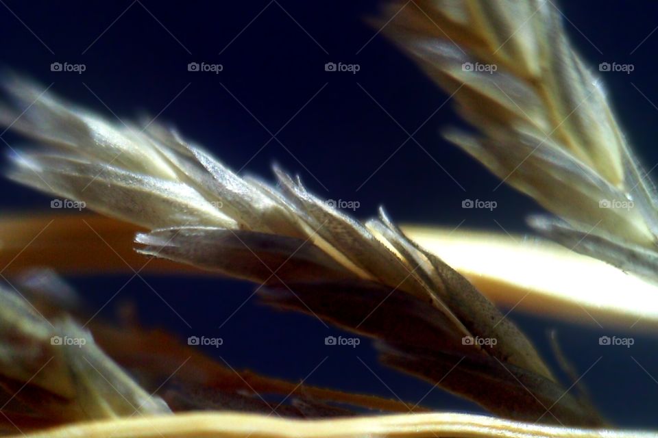 Close-up of golden grass