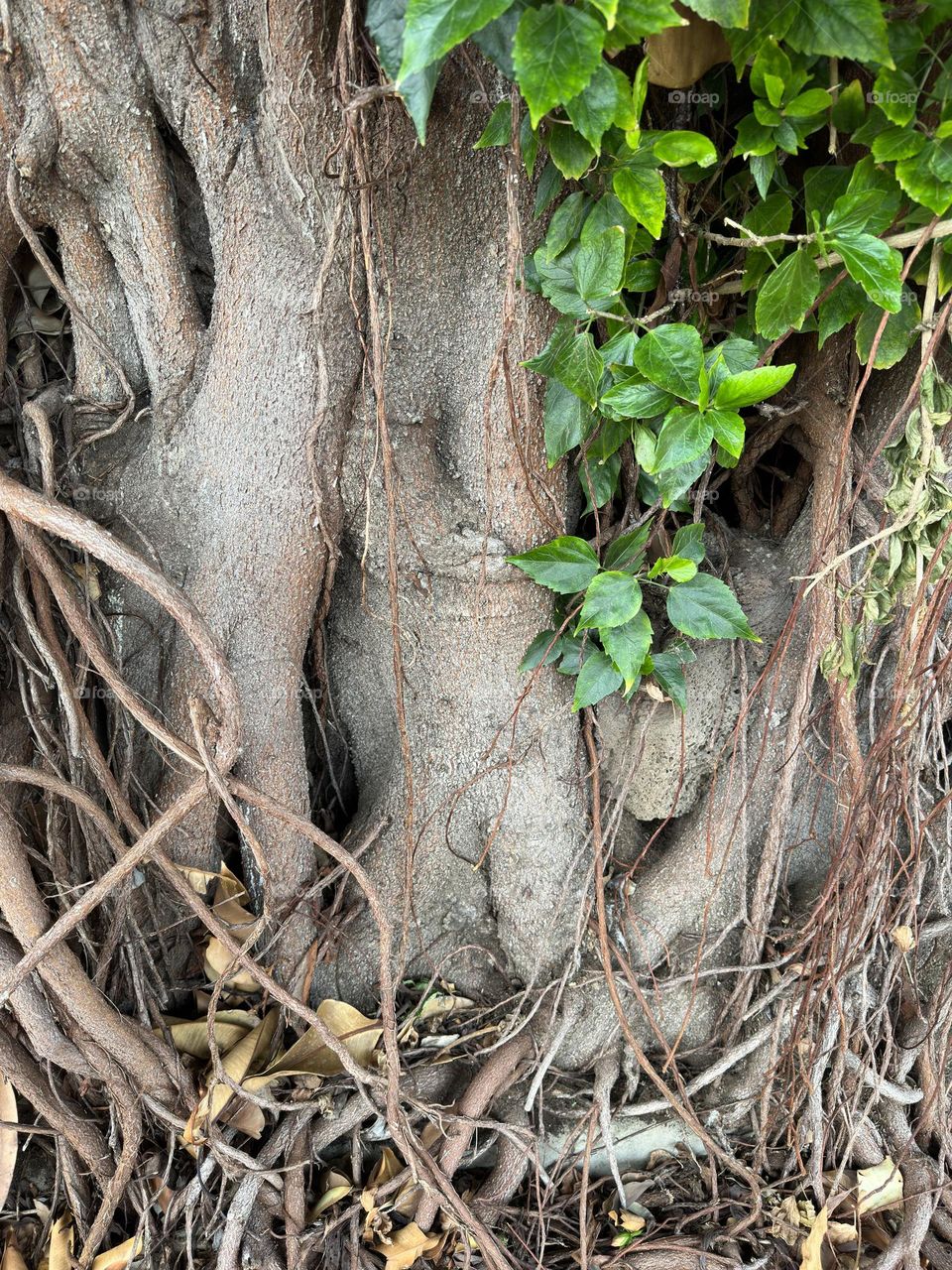 A close up view of textured bark and a few green leaves 