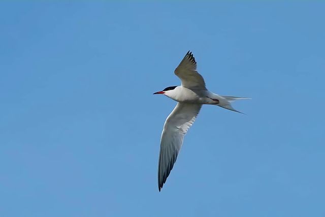 Close up on a Common Tern in full flying motion over the Gâvres sea under a bright blue sky