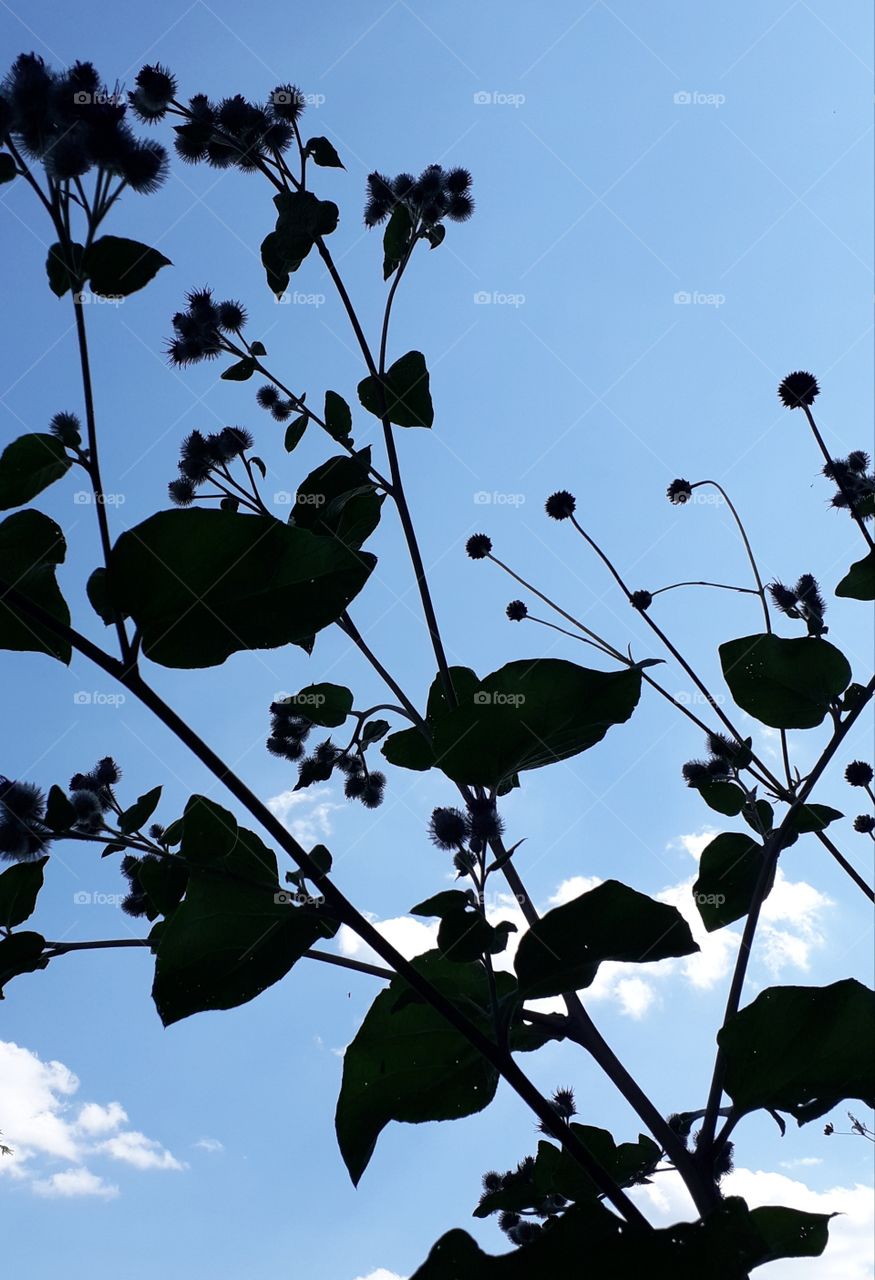 Velcro plant in summer