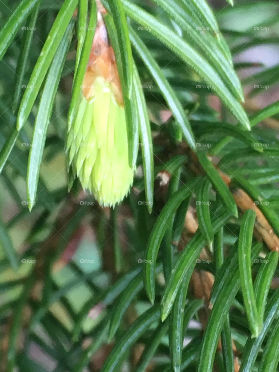 buds on spruce