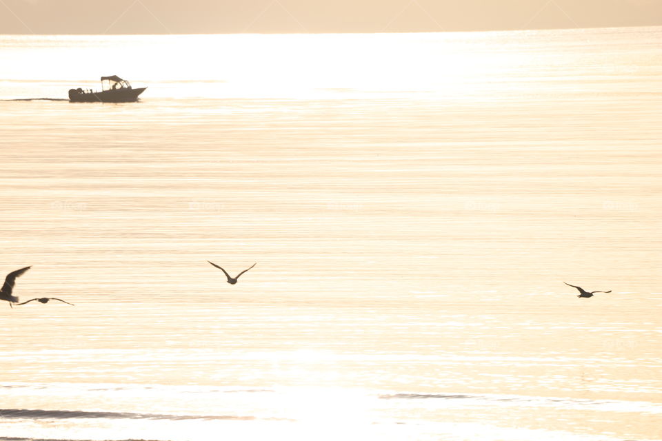 Boat sailing and bird flying on sunrise 