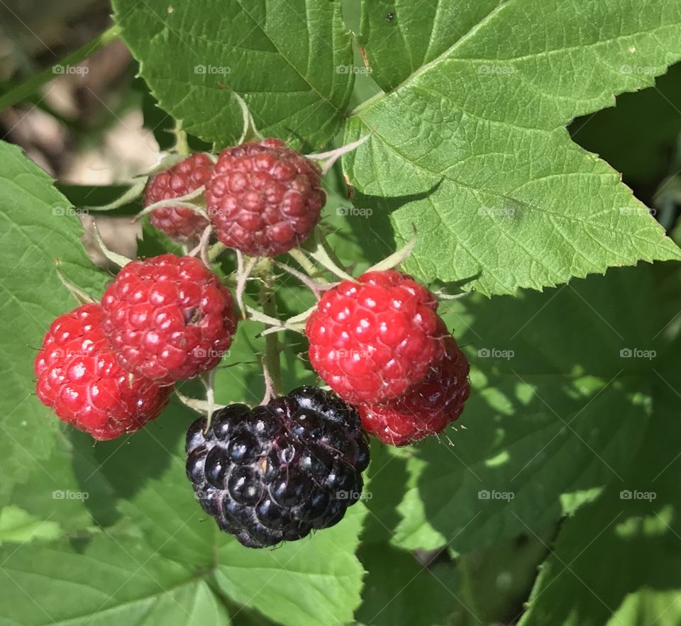 Fruits black raspberries 