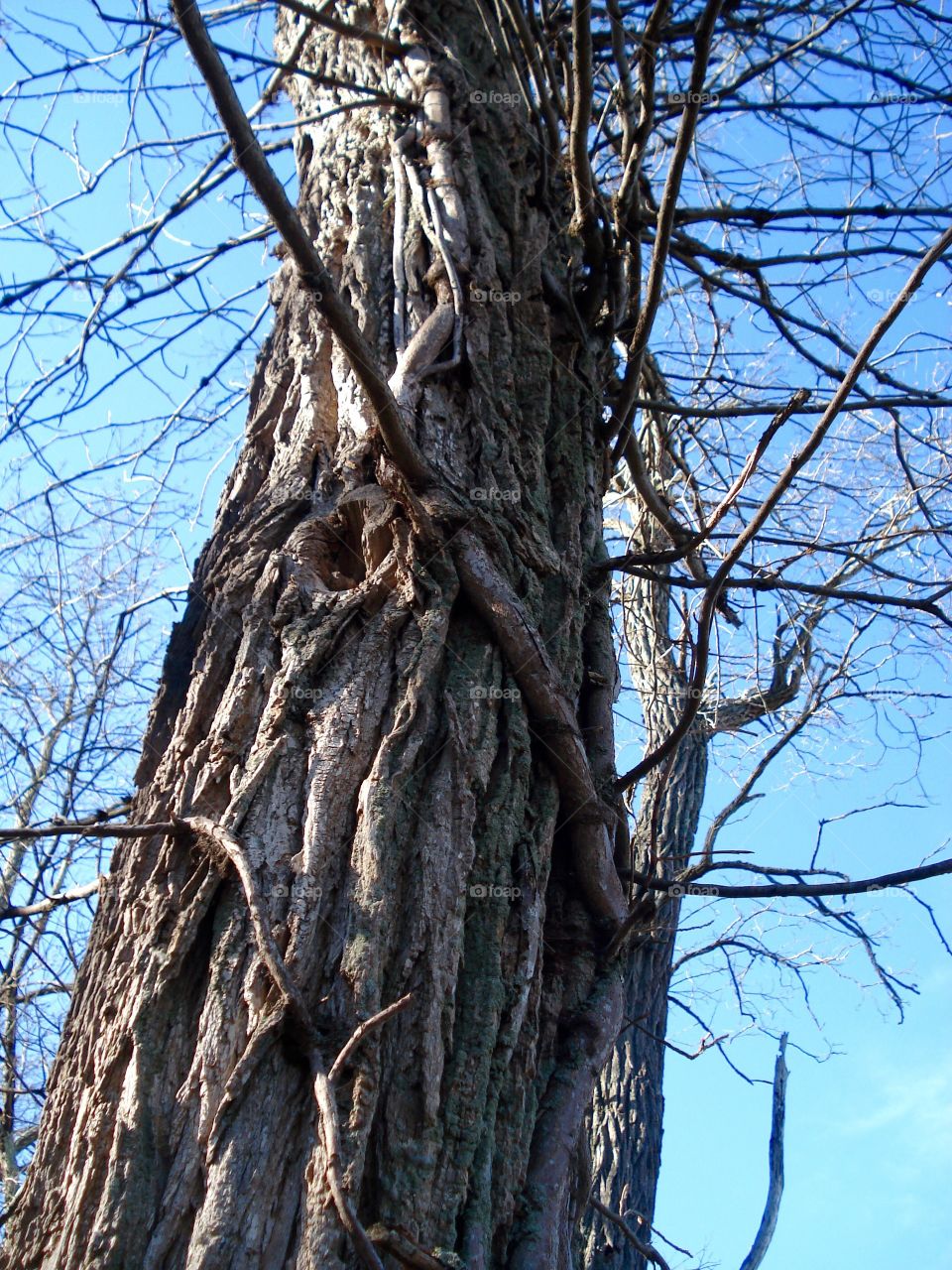 Very old dead tree with deleafed vines, winter❄️